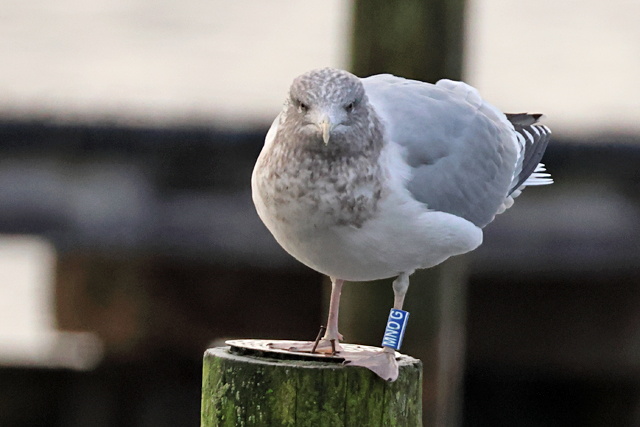 Zilvermeeuw